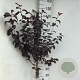 Prunus cer. 'Nigra' 70 cm stam 7,5L