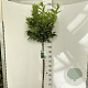 Prunus l. Etna 120 cm stam 10L