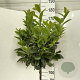 Prunus l. Etna 120 cm stam 10L