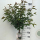 Prunus nipponica 'Brillant' 120 cm stam 7,5L