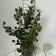 Viburnum burkw. 'Anne Russell' 60-80 cm 7,5L