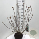Viburnum burkw. 'Anne Russell' 60-80 cm 7,5L