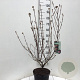 Viburnum burkw. 'Anne Russell' 60-80 cm 7,5L