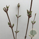 Viburnum plic. 'Grandiflorum' 40-50 cm 4,0L