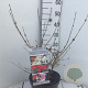 Viburnum plic. Kilimandjaro Sunrise 50-60 cm 7,5L