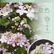 Viburnum plic. 'Pink Beauty' 50-60 cm 7,5L