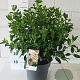 Viburnum tinus 40 cm 10L