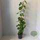 Vitis 'Vroege van der Laan' 80-100 cm 2,0L