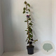 Vitis vinifera 'Purpurea' 80-100 cm 2,0L