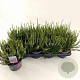 Calluna v. 'Alicia' 15-20 cm P13