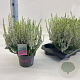 Calluna v. 'Alicia' 15-20 cm P13