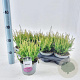 Calluna v. 'Amina' 15-20 cm P13
