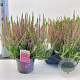 Calluna v. 'Angie' 15-20 cm P13