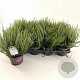 Calluna v. 'ASLI' 15-20 cm P13