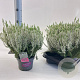 Calluna v. 'ASLI' 15-20 cm P13