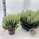 Calluna v. 'ASLI' 15-20 cm P13
