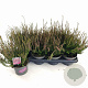 Calluna v. 'Athene' 15-20 cm P13