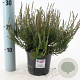 Calluna v. 'Athene' 15-20 cm P13