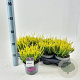 Calluna v. 'Aurica' 15-20 cm P13