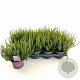 Calluna v. 'Elisa' 15-20 cm P13