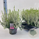 Calluna v. 'Elisa' 15-20 cm P13