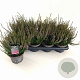 Calluna v. 'Hilda' 15-20 cm P13