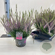 Calluna v. 'Hilda' 15-20 cm P13