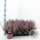 Calluna v. 'Hilda' 15-20 cm P13