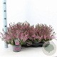 Calluna v. 'Lena' 15-20 cm P13
