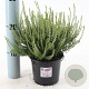 Calluna v. 'Madonna' 15-20 cm P13