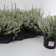 Calluna v. 'Madonna' 15-20 cm P13