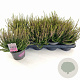 Calluna v. 'Rosita' 15-20 cm P13