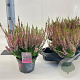Calluna v. 'Rosita' 15-20 cm P13