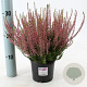 Calluna v. 'Rosita' 15-20 cm P13