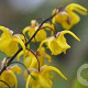 Epimedium davidii GM P9