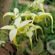 Epimedium lishihchenii GM P9