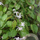 Epimedium pauciflorum GM P9