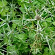 Eryngium variifolium GM P9