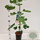 Ficus car. 'Brown Turkey' 30-40 cm rozenpot 3L