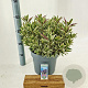 Hebe Varia Wild Blue 30-40 cm 5,0L
