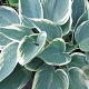 Hosta 'El Niño' GM P9
