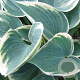Hosta 'El Niño' GM P9