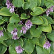 Hosta 'Purple Heart' GM P9