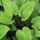 Hosta 'Purple Heart' GM P9