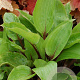 Hosta 'Purple Heart' GM P9