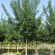 Sophora japonica 'Regent' 12-14 HO draadkluit