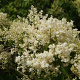 Syringa pekinensis 'China Snow' 250-300 cm draadkluit meerstammig