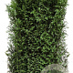 Taxus baccata 80 Hoog Haagelement 100Bx40D
