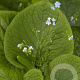 Brunnera macrophylla GM P9