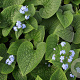 Brunnera macrophylla GM P9